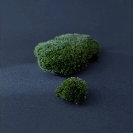 Iceland Moss Drop - Image 6