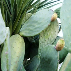 Cactus Toner Pads -Cosrx Shop w1200 9a8e agave aloe back 583791